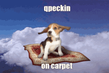 Qpeckin Carpet GIF - Qpeckin Carpet Flying GIFs