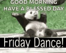 friday dance tgif panda celebrating good morning