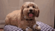 Fancy Dogs In Bowties GIF - Fancy Dog Fancy Tuxedo GIFs
