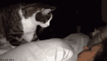 Buenos Dias Despierta Gato Cama GIF - Good Morning Wake Up Cat GIFs