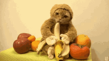 Cat Monkey GIF - Cat Monkey Banana GIFs