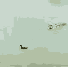 Duck Tiger GIF - Duck Tiger Escape GIFs