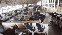 Concentrated Animal Feeding Operation GIF - GIFs