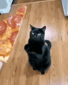 Cat Pizza GIF - Cat Pizza Catpizza GIFs