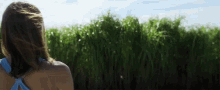 Looking At Tall Grass Looking Out To Grass GIF - Looking At Tall Grass Looking Out To Grass Watching GIFs