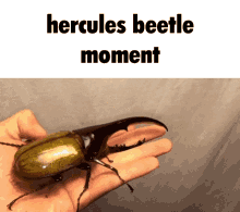 Beetle Hercules Beetle GIF - Beetle Hercules Beetle Rhino Beetle GIFs
