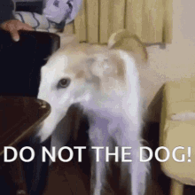 do not the dog dog borzoi snoopa why the long face do not the dog dog borzoi snoopa why the long face