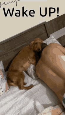 Wake Up Get Up GIF - Wake Up Get Up Rise And Shine GIFs