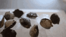 Shellfish GIF - Kerang Clam Shellfish GIFs