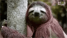 Sloth Cute Animals GIF - Sloth Cute Animals GIFs