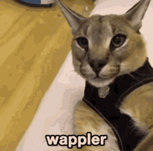 Wappler Floppa GIF - Wappler Floppa Flopper GIFs