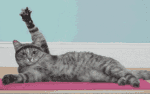 cat yoga self care cute cat yoga mat