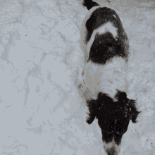 Dog With Snow Snow With Dog GIF - Dog With Snow Snow With Dog Cute Dog GIFs