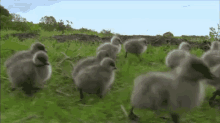 duck stampede run duck stampede run