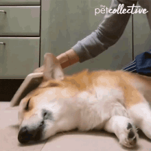 Corgi Petting GIF - Corgi Petting Relax GIFs