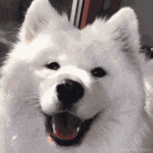 Samoyed Dog GIF - Samoyed Dog Puppy GIFs