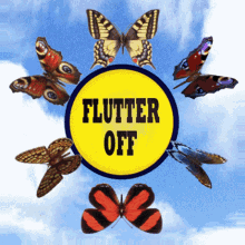 Flutter Off Go Away GIF - Flutter Off Go Away Bugger Off GIFs