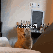 cat boobies