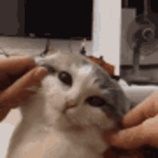 squish cat squish cat