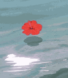 aesthetically hibiscus