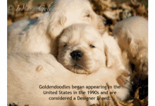Mini Goldendoodle Puppies Indiana English Cream Mini Goldendoodles GIF - Mini Goldendoodle Puppies Indiana English Cream Mini Goldendoodles Golden Retriever Indiana GIFs