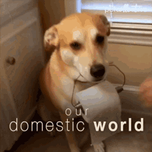 Our Domestic World The Pet Collective GIF - Our Domestic World The Pet Collective Tissue Holder GIFs