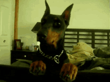 Doggy Doberman GIF - Doggy Doberman Cute GIFs