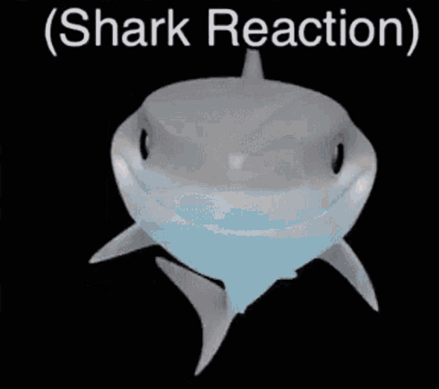 shark-shark-reaction.gif