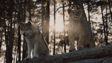 Standing Tall The Wolf And The Lion GIF - Standing Tall The Wolf And The Lion Prideful Animals GIFs