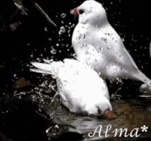 pajaritos bird bath pajaritos bird bath