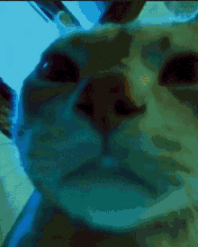 cat vibe wallpaper cat vibe wallpaper