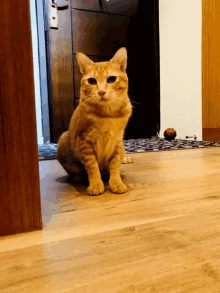 Cat Pet GIF - Cat Pet Pets GIFs