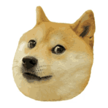 doge what