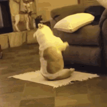 Fun Pet Dog GIF - Fun Pet Dog Dog Dancing GIFs