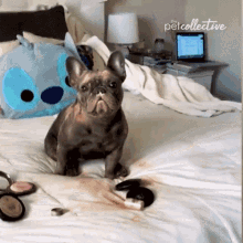 Stare The Pet Collective GIF - Stare The Pet Collective Look GIFs