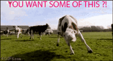 Dog Cattle Cow GIF - Dog Cattle Cow GIFs