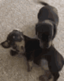 doggo dachshunds puppies cute dogfight doggo dachshunds puppies cute dogfight