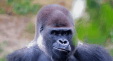 Gorilla Its Rucka GIF - Gorilla Its Rucka Chewing GIFs