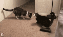 Cat Scared GIF - Cat Scared Cat Vs Cucumber GIFs