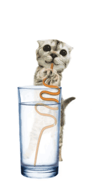 Cat Reminder GIF - Cat Reminder Water GIFs