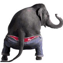 happy hump day elephant dancing happy