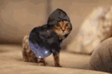 Cat Hoodie Costume GIF - Cat Hoodie Costume Cute Cat GIFs