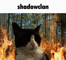 Shadowclan Warriors GIF - Shadowclan Warriors Warrior Cats GIFs