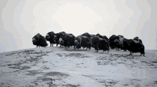 Group Of Bison National Geographic GIF - Group Of Bison National Geographic Photographer Captures Stunning Arctic Wildlife GIFs