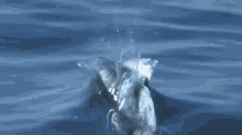 animal dolphins swimming ocean sea