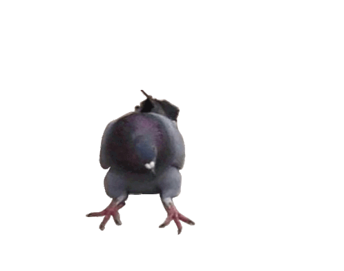 sitting pigeon