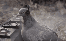 Pigeon Bird GIF - Pigeon Bird Music GIFs