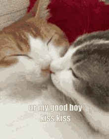 good boy cat kiss cat kiss ily