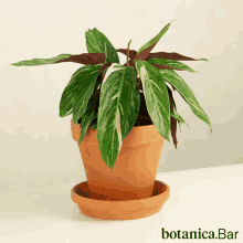 Plants Indoor GIF - Plants Indoor Botanic GIFs