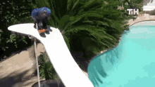 Skiing Bird This Is Happening GIF - Skiing Bird This Is Happening Going Down GIFs